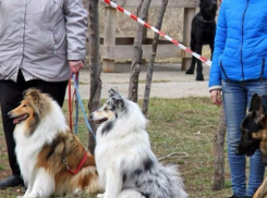 За изящные цирковые трюки собачки в Волжском получили лакомства и медали