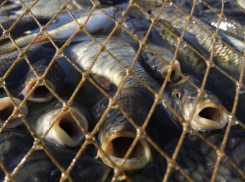 Под Волгоградом задержали безработного браконьера 