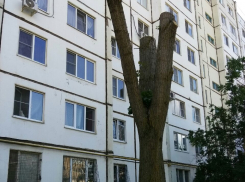 «Санитарная обрезка»: волжане жалуются на изуродованные деревья