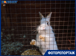 Без людей: как живут обитатели зоодворика в условиях пандемии