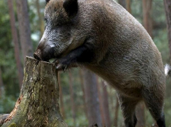 Предок домашней свиньи облюбовал Волгоградскую область