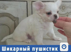 Шикарного пушистика за 25 000 рублей предложили волжанам