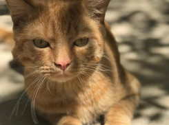 Кинули в подвал и оставили умирать: в Волжском спасли измученного кота и ищут ему дом