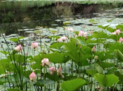 В окрестностях Волжского зацвели лотосы