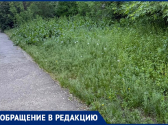 Клещи, высокая трава и отсутствие покоса возмутили жителя Волжского