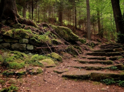 Под Волгоградом в лесу нашли неопознанный труп