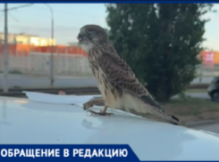 Неравнодушный волжанин спас изможденного сокола, брошенного на произвол судьбы
