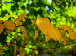 Слишком теплую для осени субботу спрогнозировали волжанам