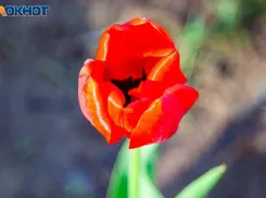 Как 9 апреля связано с кошками: традиции от волжской травницы 