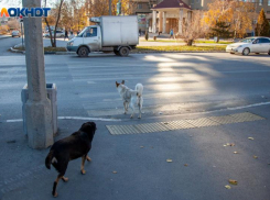 Большинство волжан требуют наказания для хозяина собаки, напавшей на девушку