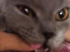 Усатая «маникюрша» бдит за ногтями хозяйки