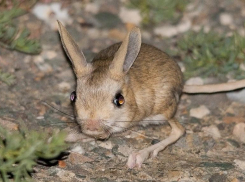 Тушканчик живет на Голубинских песках