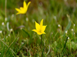 В Волжском не нашлось запрещенных цветов в продаже