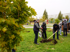 Волжан вооружили лопатами: в городском парке высадили 100 деревьев