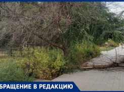 В Волжском рядом со школой обрушился сухостой