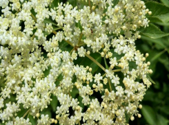 Волшебная палочка Гарри Поттера была сделана из кустарника в Волжском