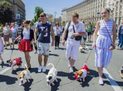 Впервые в Волжском пройдёт шествие собак
