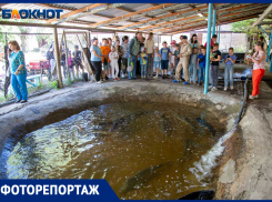 Вырастим осетра!