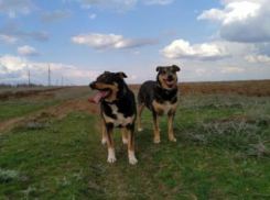 Волжан приглашают прогуляться с четвероногими друзьями