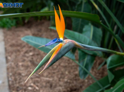 В Волжском открылась выставка цветов «Чувство цвета — дыши летом!»