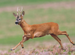 Сколько диких животных осталось в области?