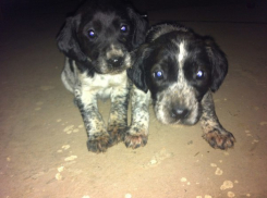 В Волжском изверги отрезали голову щенку русской гончей