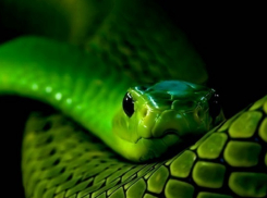 В Волгоградский техникум энергетики и связи заползла змея