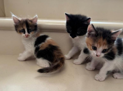 Трехцветные котята ищут свой новый дом и любящую семью 