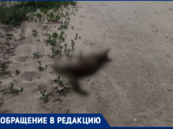 «Котенка разодрали заживо на наших глазах»: Волжское СНТ живет в страхе из-за псов местной собачницы