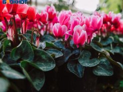 Уличные клумбы приведут в порядок в Волжском