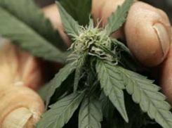 Троих жителей Волгоградской области задержали за незаконные операции с наркотиками