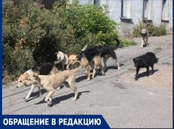 Свора бездомных собак напала на мужчину с ребенком