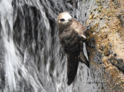 Осадки в виде стрижей: волжанин поделился опытом спасения птенцов
