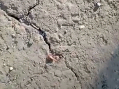 Тараканы заполнили Волжский: теперь усатые живут не только в квартирах, но и около подъездов: видео