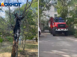 Во дворе Волжского загорелось сухое дерево: видео