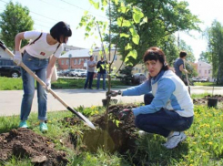 Двадцать лип украсят одну из улиц Волжского