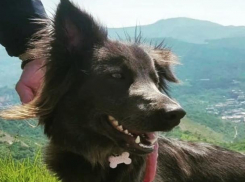 Собака из Волжского проводит самоизоляцию на вершине итальянских холмов