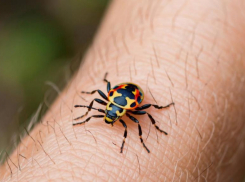 Клещи остаются угрозой в Волгоградской области