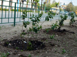 Специалисты пытаются спасти поврежденные вандалами саженцы сирени в Волжском 