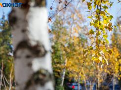 Теплый вторник в Волжском: до +27 градусов ожидается 22 сентября