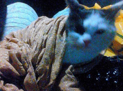 На Зеленом дачники выбрасывают животных вместе с мусором