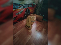 В Волжском кот по кличке Абрикос ищет семью