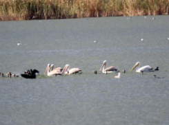 Краснокнижные кудрявые пеликаны выбрал новые дома рядом с Волжским