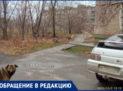 «В магазины зайти нельзя, потому что там лежат собаки»- житель поселка в Волжском рассказал о бродячих собаках