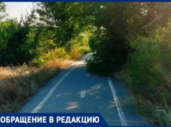 В непроходимые джунгли превратились велодорожки в Волжском 