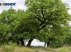 Волгоградцы устроили обнаженную фотосессию ради прекращения вырубки Волго-Ахтубинской поймы 