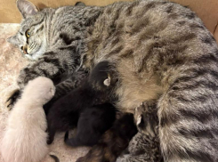 На грани жизни и смерти: новорожденные малыши в поисках любящей семьи