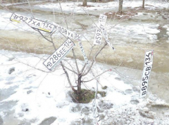 Автомобильные номера распустились на дереве в Волжском