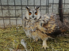 Ушастую нашли с переломом крыла: сова из Волжского лечится в приюте