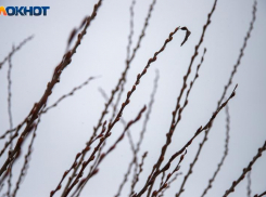 Последняя неделя апреля в Волжском начнется с заморозков до -1 и сильным ветром